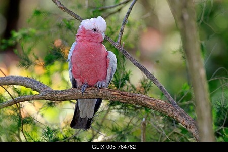 Galah (Eolophus roseicapillus), adult, on perch, Wilsons Promontory National Park, Victoria, Australia-stock-foto