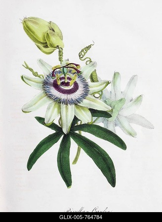 Passion-flower (Passiflora), from Plantae Utiliores or Illustrations of useful plants, hand-colored print by Mary Ann Burnett, 1842, United Kingdom-stock-foto