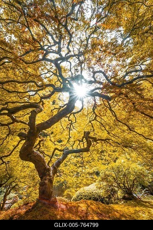 Downy Japanese Maple (Acer japonicum) with autumn colour, Japanese Garden, Portland, Oregon, USA-stock-foto