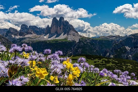 Flower meadow in front of mountain panorama, Globularia nudicaulis (Globularia nudicaulis) with Three Peaks of Lavaredo, Prato Piazza, Dolomites, Fanes National Park, Dobbiaco, Italy-stock-foto