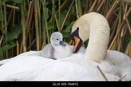 Mute swan (Cygnus olor), chick sitting in plumage on back, Hesse, Germany-stock-foto