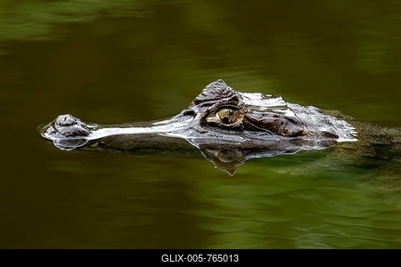Black caiman (Melanosuchus niger), portrait, Manu National Park, UNESCO World Heritage Site, Peru-stock-foto