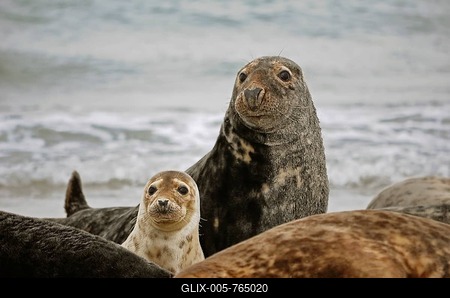 Gray Seals (Halichoerus grypus), male with pup, Düne island, Helgoland, Schleswig-Holstein, Germany-stock-foto