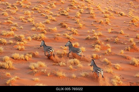 Hartmann's Mountain Zebra (Equus zebra hartmannae). At a sandy plain in the Namib Desert. Aerial view from a helicopter. Namib-Naukluft Park, Namibia-stock-foto