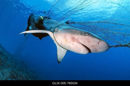 Dead Galapagos sharks (Carcharhinus galapagensis) in orphaned fishing net, Wolf Island, Galapagos Archipelago, Unesco World Heritage Site, Pacific, Ecuador-stock-foto