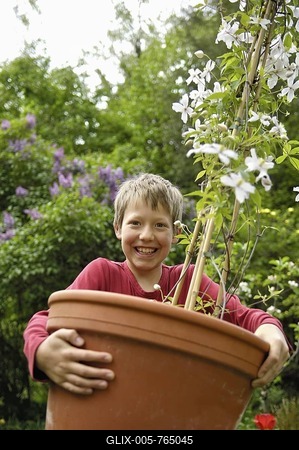 10 year old boy laughingly holding a big flower pot with clemaits (Clematis montana rubens)-stock-foto