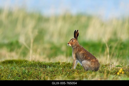 Mountain hare (Lepus timidus), in summer coat, Tundra, Varanger, Norway-stock-foto