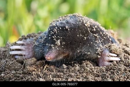 Mole (Talpa europaea), Tyrol, Austria-stock-foto
