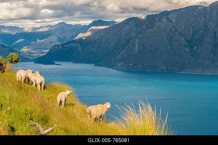 Sheep in a meadow in front of lake Lake Hawea and mountain panorama, Isthmus Peak Track, Otago, South Island, New Zealand, Oceania-stock-foto