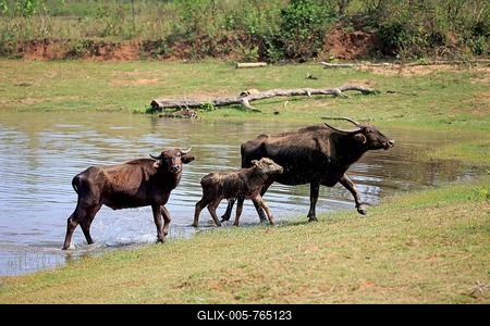 Wild water buffalo (Bubalus arnee), female with calf at water, Udawalawe National Park, Sri Lanka-stock-foto