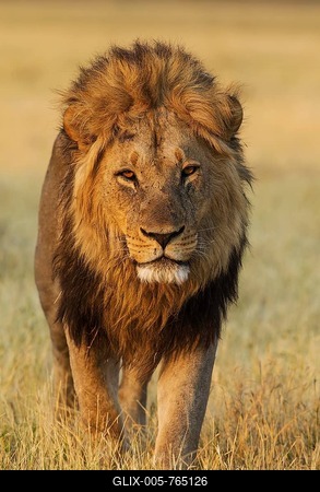 Lion (Panthera leo), male, walking, Savuti, Chobe National Park, Botswana-stock-foto