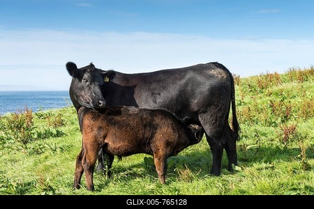 Black Aberdeen Angus calf suckling, with cow, Caithness, Scotland, United Kingdom, Europe-stock-foto