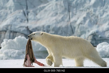 Polar bear (Ursus maritimus) with captured seal skin, Svalbard, Norwegian Arctic, Norway-stock-foto