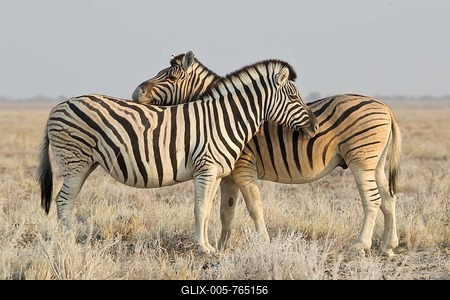 Two zebras (Equus quagga), Etosha National Park, Namibia-stock-foto
