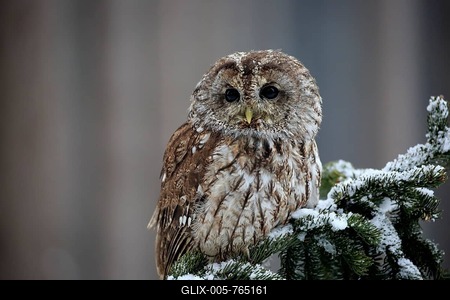 Tawny owl (Strix aluco), adult in winter on lookout, Zdarske Vrchy, Bohemian-Moravian Highlands, Czech Republic-stock-foto