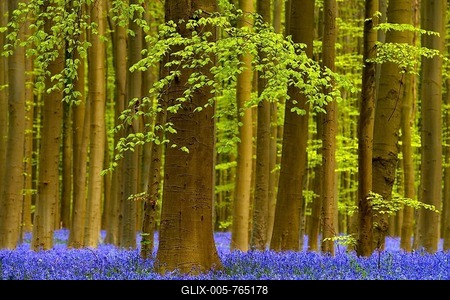 European beeches (Fagus sylvatica), foliation, flowering bluebells (Hyacinthoides), Hallerbos, Vlaams Brabant, Belgium-stock-foto
