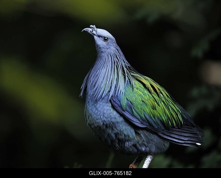 Palawan Peacock-pheasant (Polyplectron napoleonis), female, Island of Palawan, Borneo-stock-foto