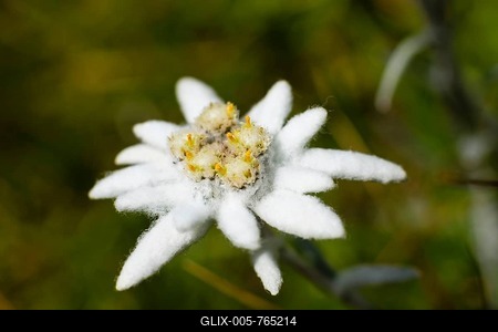 Edelweiss (Leontopodium alpinum), National Park Berchtesgaden, Berchtesgaden Alps, Upper Bavaria, Bavaria, Germany-stock-foto