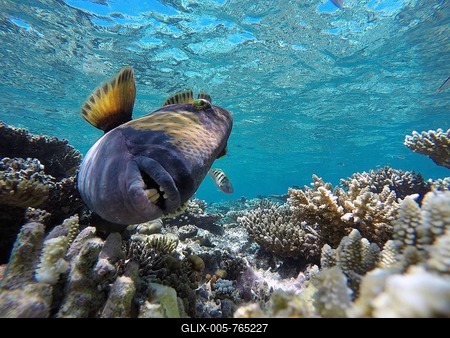 Titan triggerfish, also giant triggerfish or moustache triggerfish (Balistoides viridescens) feeding, Indian Ocean, South Malé Atoll, Maldives-stock-foto