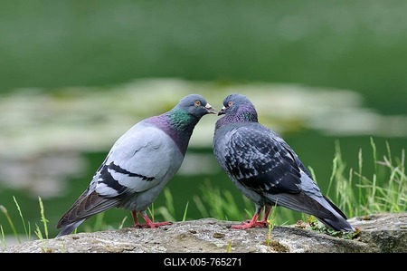 Pigeon (Columba livia domestica), a mating pair of doves, North Rhine-Westphalia, Germany-stock-foto