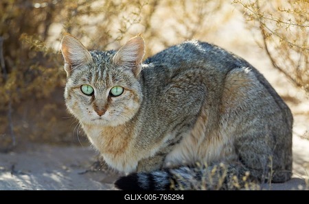 African Wild Cat (Felis silvestris lybica), Kalahari Desert, Kgalagadi Transfrontier Park, South Africa-stock-foto