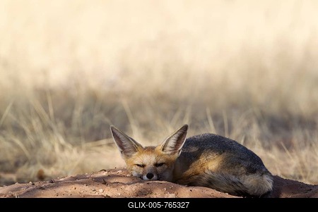 Cape Fox (Vulpes chama), resting at its burrow, Kalahari Desert, Kgalagadi Transfrontier Park, South Africa-stock-foto