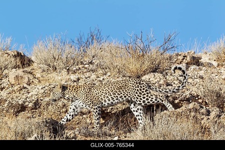 Leopard (Panthera pardus), young female camouflaged, walking along a rocky ridge, Kalahari Desert, Kgalagadi Transfrontier Park, South Africa-stock-foto