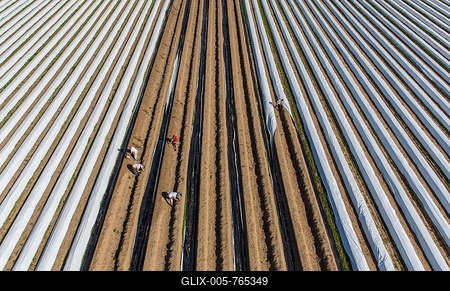 Asparagus harvest, workers covering asparagus dams with plastic sheets, Walbeck, Niederrhein or Lower Rhine region, North Rhine-Westphalia, Germany-stock-foto