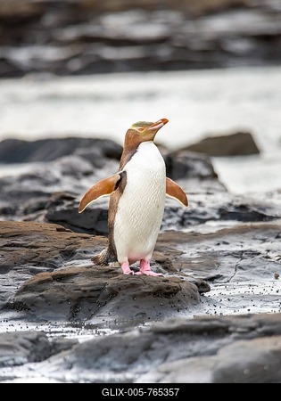 Yellow-eyed penguin, Hoiho (Megadyptes antipodes) on rock, drying its wings, Petrified Forest, Curio Bay, Southlands, South Island, New Zealand-stock-foto