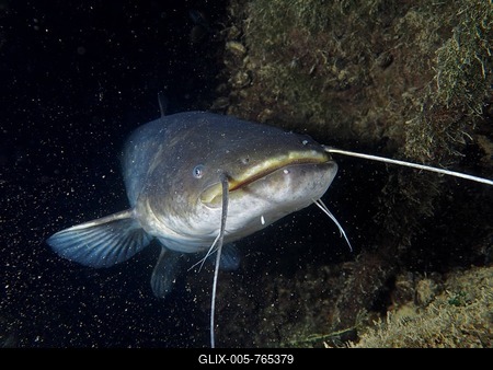 Frontal view of a catfish (Silurus glanis), catfish in a dark water area with long barbels. Dive site Zollbrücke, Rheinau, Canton Zurich, Rhine, High Rhine, Switzerland, Germany-stock-foto