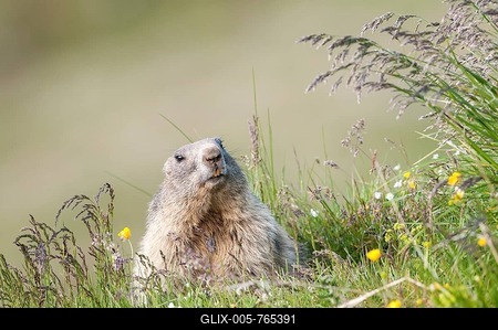 Alpine Marmot (Marmota marmota), Tyrol, Austria-stock-foto