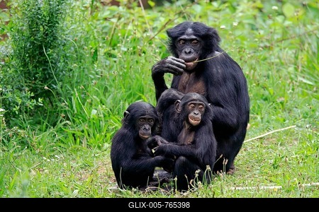 Bonobo, pygmy chimpanzee (Pan Paniscus), adult, female, mother, young, social behaviour, feeding, group, alert, endangered species, captive-stock-foto