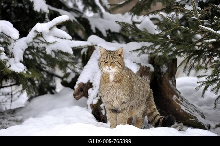 Wildcat (Felis silvestris) in winter-stock-foto