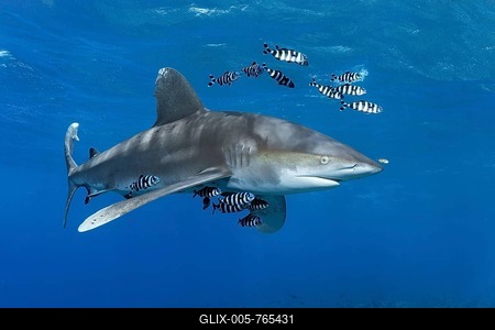 Oceanic whitetip shark (Carcharhinus longimanus) surrounded by Pilot Fishes (Naucrates ductor) floats in the open sea, Red Sea, Egypt-stock-foto