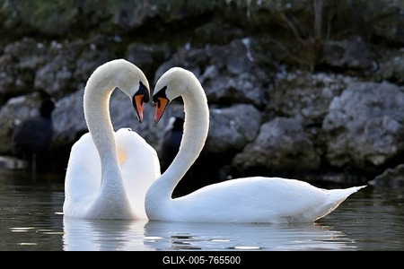 Mute swan (Cygnus olor) pair, courtship, Zug, Canton of Zug, Switzerland-stock-foto