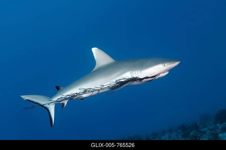 Grey reef shark (Carcharhinus amblyrhynchos) with injury to mouth by plastic fishing net, plastic, open sea, Indian Ocean, Maldives-stock-foto