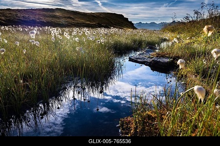 Cotton Grass (Eriophorum) with stream and mountains, Gargellen, Montafon, Vorarlberg, Austria-stock-foto