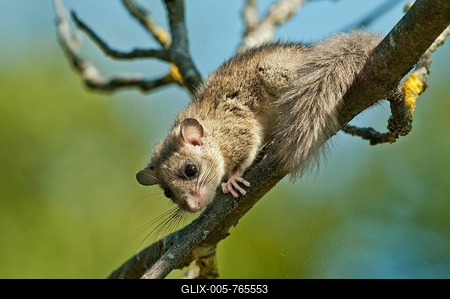 Edible dormouse (Glis glis) climbing on a branch, Germany-stock-foto