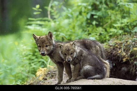 Wolf (Canis lupus) pups at den, North America-stock-foto