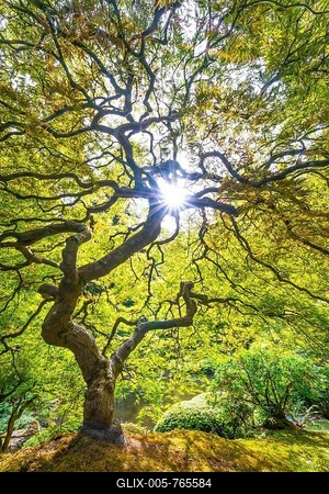 Downy Japanese Maple (Acer japonicum), Japanese Garden, Portland, Oregon, USA-stock-foto