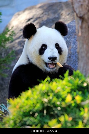 Giant Panda (Ailuropoda melanoleuca) adult, feeding, Asia-stock-foto