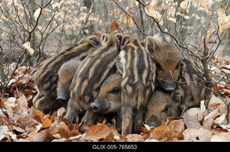 Wild Boars (Sus scrofa), piglets warming each other, captive, North Rhine-Westphalia, Germany-stock-foto