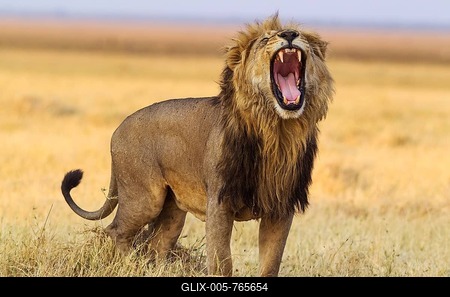Lion (Panthera leo), male, standing and yawning, Savuti, Chobe National Park, Botswana-stock-foto