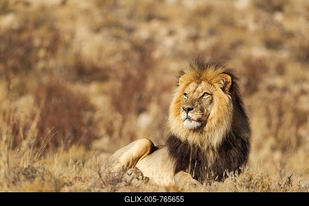 Black-maned Lion (Panthera leo vernayi), male, resting, Kalahari Desert, Kgalagadi Transfrontier Park, South Africa-stock-foto