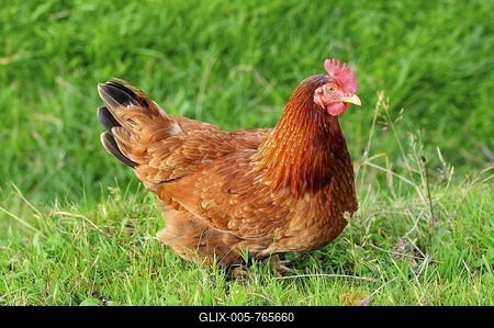 Appenzeller Barthuhn chicken, Appenzell, Switzerland, Europe-stock-foto