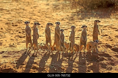 Meerkats (Suricata suricatta), adult, group standing upright at animal den, vigilant, backlight, Tswalu Game Reserve, Kalahari, North Cape, South Africa-stock-foto