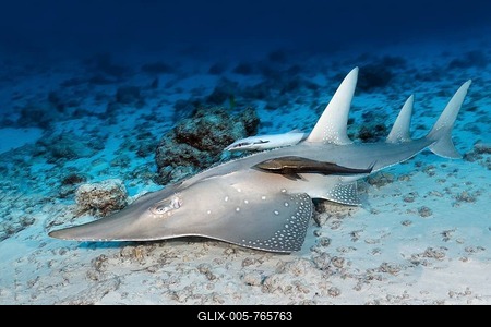 Common guitarfish (Rhynchobatus djiddensis), Remora, Live sharksucker (Echeneis naucrates), Great Barrier Reef, Pacific, Australia-stock-foto