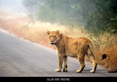 Lion (Panthera leo) on a tarmac road, Kruger National Park, South Africa-stock-foto