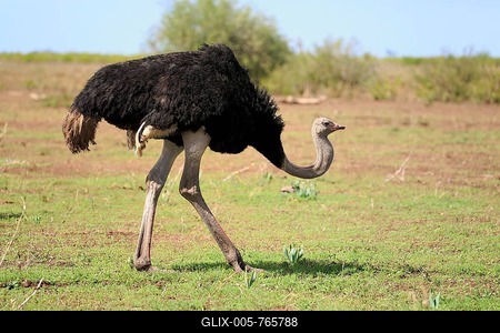 South African ostrich (Struthio camelus australis), adult, male running, Kruger National Park, South Africa-stock-foto