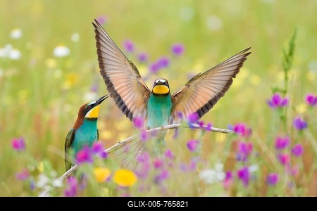 Bee-eaters (Merops apiaster), breeding pair in flower meadow, region of Extremadura, Spain-stock-foto